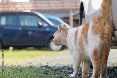 見つめる猫 茶白猫