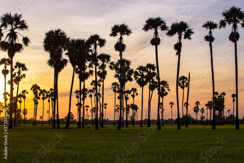 Green rice field in the morning on palm tree during sunrise time.