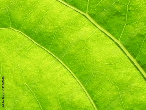 Close Up of green leaf texture with copy space for text or title