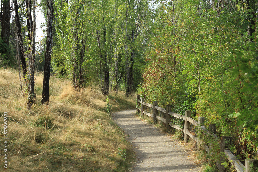 footpath in the woods