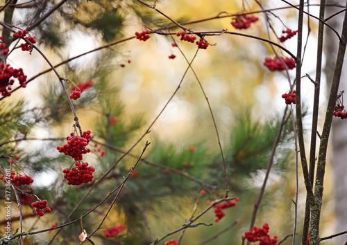 Plexus of branches with red rowan berries in a birch autumn forest and branches of green pine. soft selective focus. autumn forest.