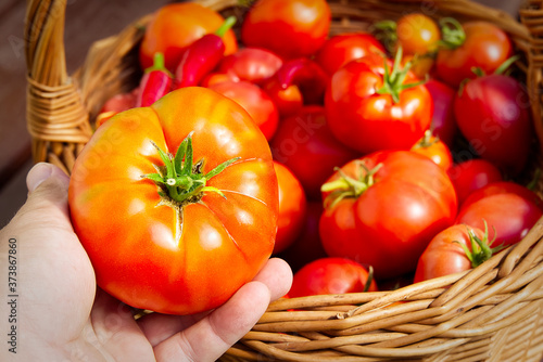 farmer's hand holds a tomato on the background of a basket with tomatoes. Tomatoes in Woven Basket close-up. eco food home gardening concept.