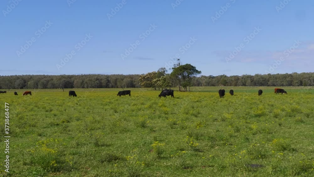 Lush Green Meadow With Herd Of Grazing Cows - Crescent Head Countryside - Sydney, NSW, Australia. - static wide shot Lush Green Meadow With Herd Of Grazing Cows - Crescent Head Countryside - Sydney, NSW, Australia. - static wide shot