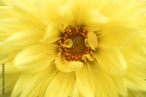 Closeup yellow Dahlia flower. Macro image yellow Dahlia flower	