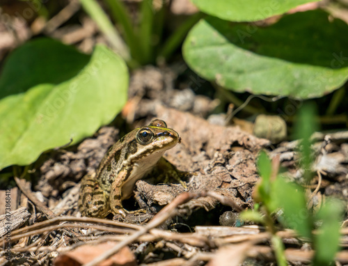 A common water frog or the edible frog sitting on the ground between green leaves.