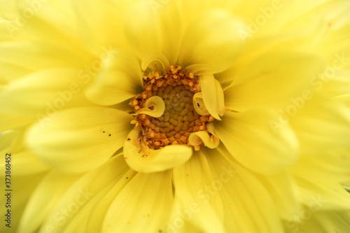 Closeup yellow Dahlia flower. Macro image yellow Dahlia flower 