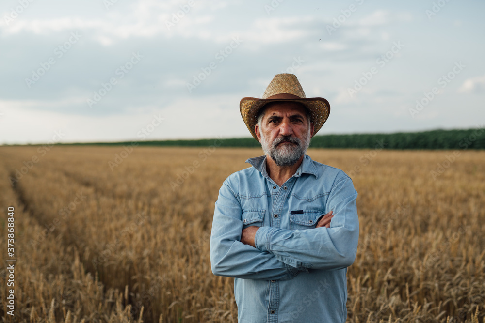 middle aged farmer standing in wheat field middle aged farmer standing in wheat field