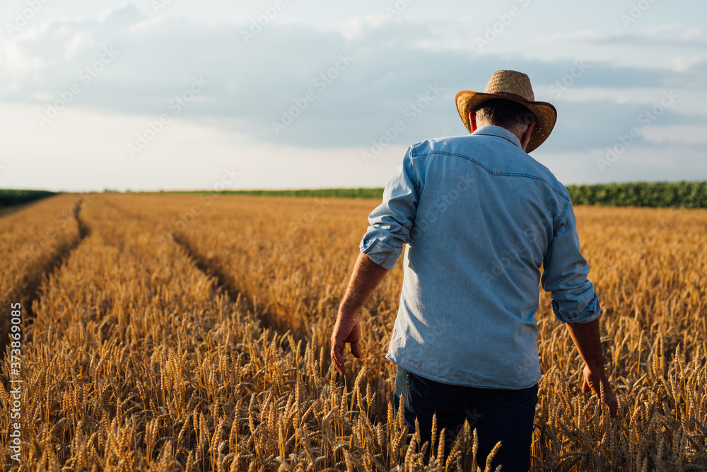farmer walking trough wheat field farmer walking trough wheat field
