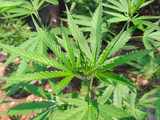 Large leaves of marijuana,hashish marijuana use both as a recreational