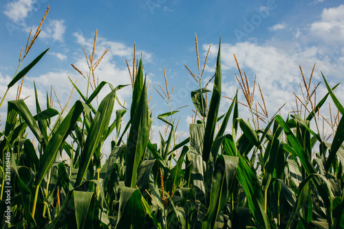 green corn outdoor in corn field