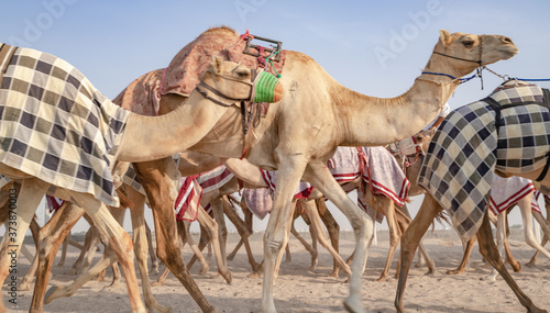 Photography Jockeys taking the camels for walk in the race tracks. Camel Race