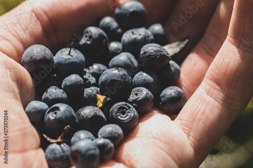 Close-up macro view of mans hand holding overripe blueberries