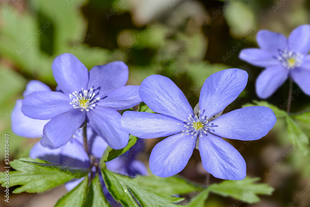blue wild spring flowers in forest blue wild spring flowers in forest