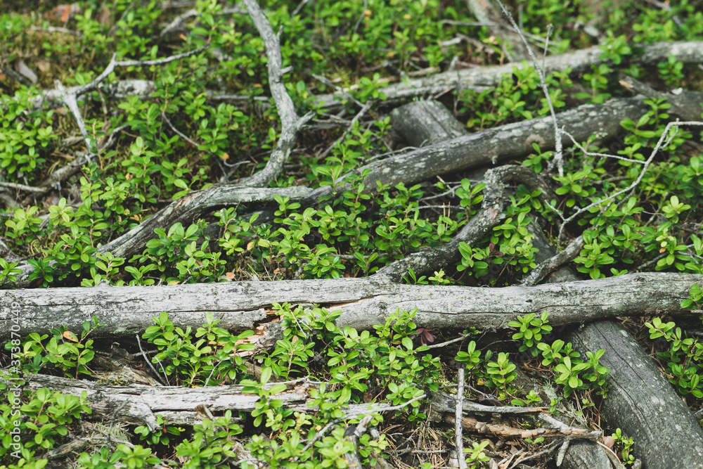 Obraz premium Green cranberries vegetation and grey old branches background in the forest with copy space