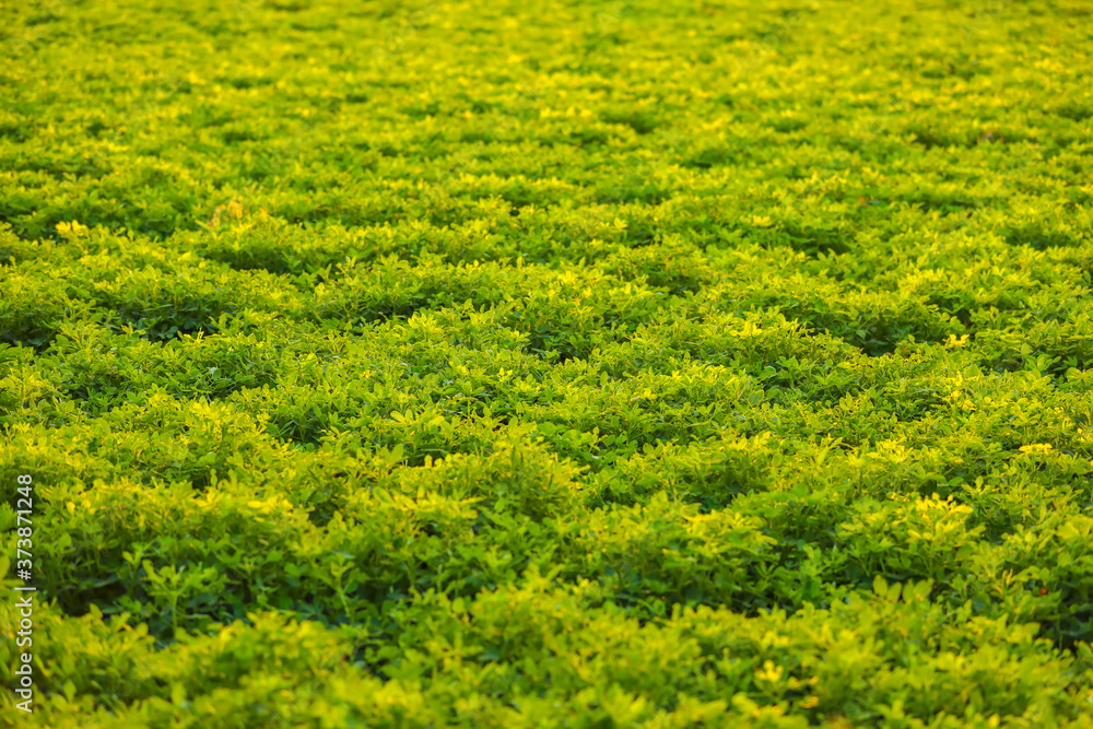 green Ground Nuts agriculture Field green Ground Nuts agriculture Field