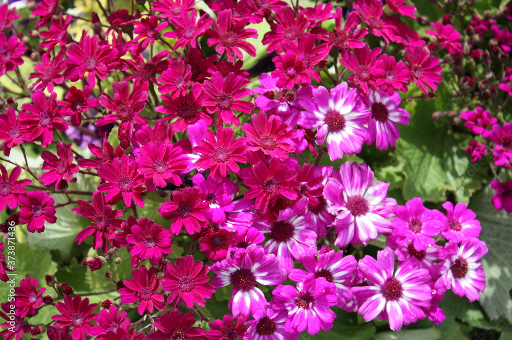 Red and purple flowers blooming and creating a natural color wave