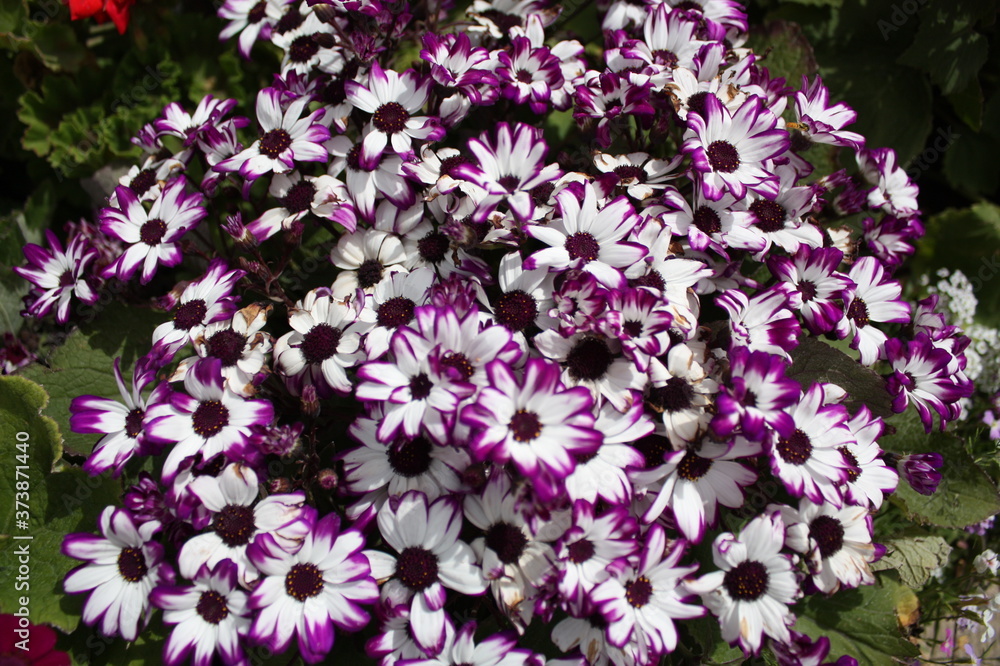 Flowers blooming , white and purple background exotic flowers Flowers blooming , white and purple background exotic flowers