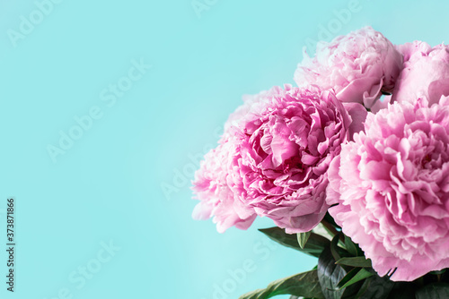 Fototapeta Naklejka Na Ścianę i Meble -  Wedding, birthday, anniversary bouquet. Pink peony flower on blue background. Copy space. Trendy pastel floral composition. Woman day, Mother's day. Macro of peonies flowers