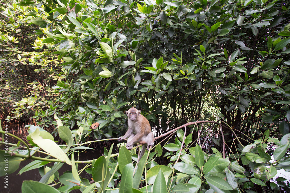 13 August 2016, Jakarta, Indonesia: Monkey On Mangrove Swamp at Jakarta,Indonesia. 13 August 2016, Jakarta, Indonesia: Monkey On Mangrove Swamp at Jakarta,Indonesia.