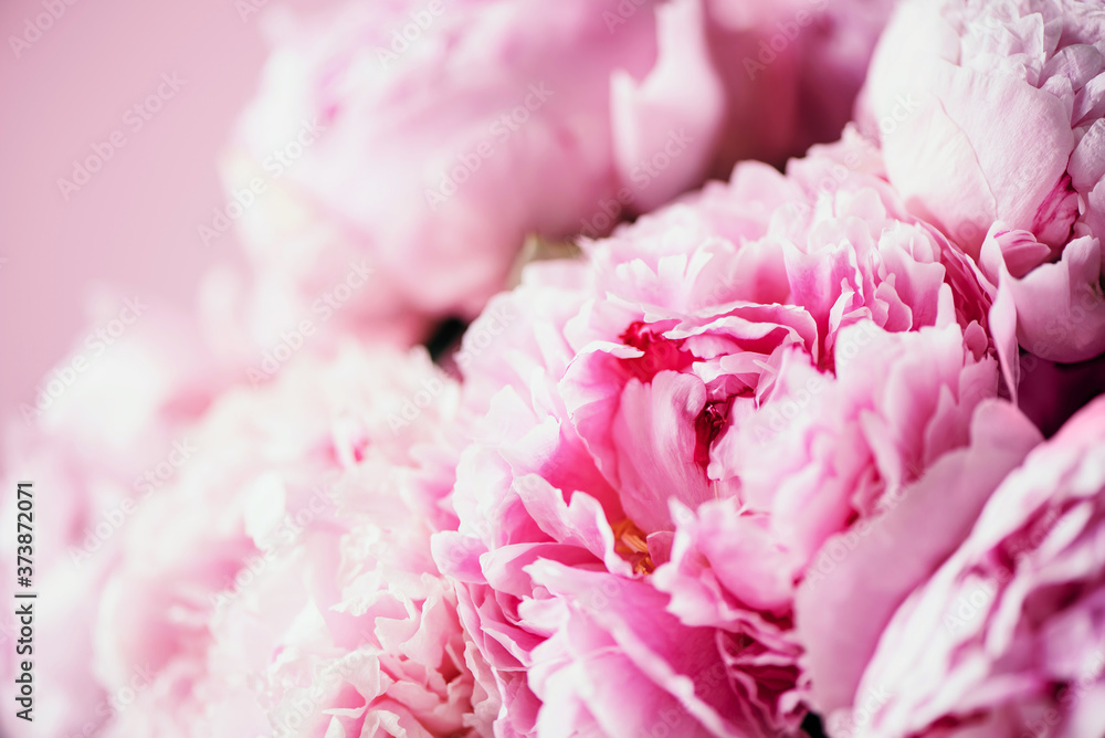 Wedding, birthday, anniversary bouquet. Pink peony flower on pastel background. Copy space. Trendy pastel floral composition. Woman day, Mother's day. Macro of peonies flowers