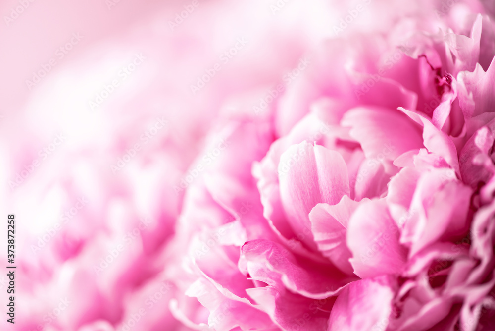 Wedding, birthday, anniversary bouquet. Pink peony flower on pastel background. Copy space. Trendy pastel floral composition. Woman day, Mother's day. Macro of peonies flowers