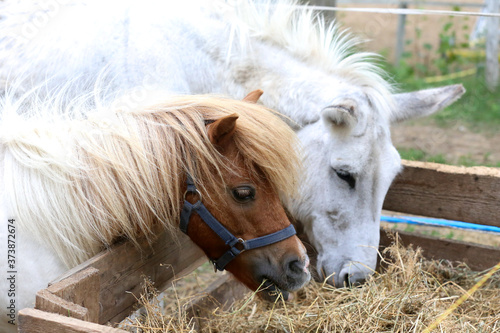 Pony and donkey eating hay together