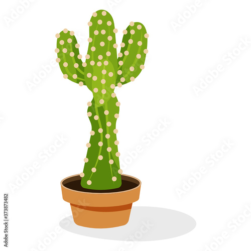 
Astrophytum evergreen plant flat vector 
