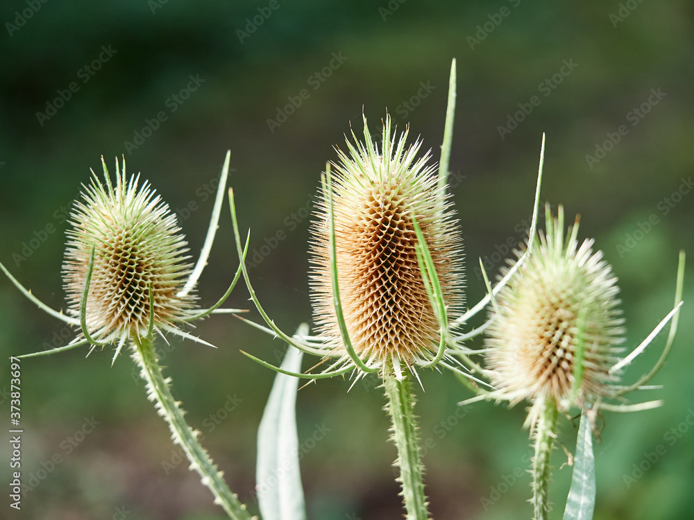 Three Teasels