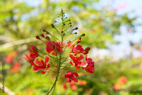 A bright flowering branch with red-orange flowers. For wallpaper  backdrop and postcard.