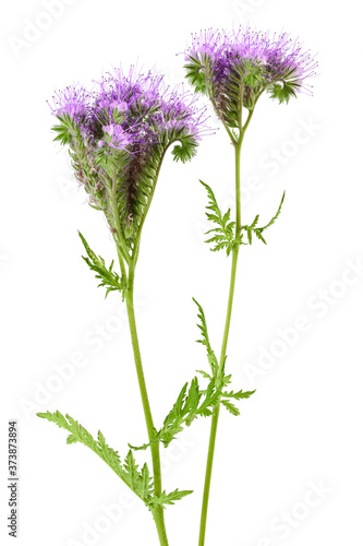 Phacelia flower isolated on white background with full depth of field