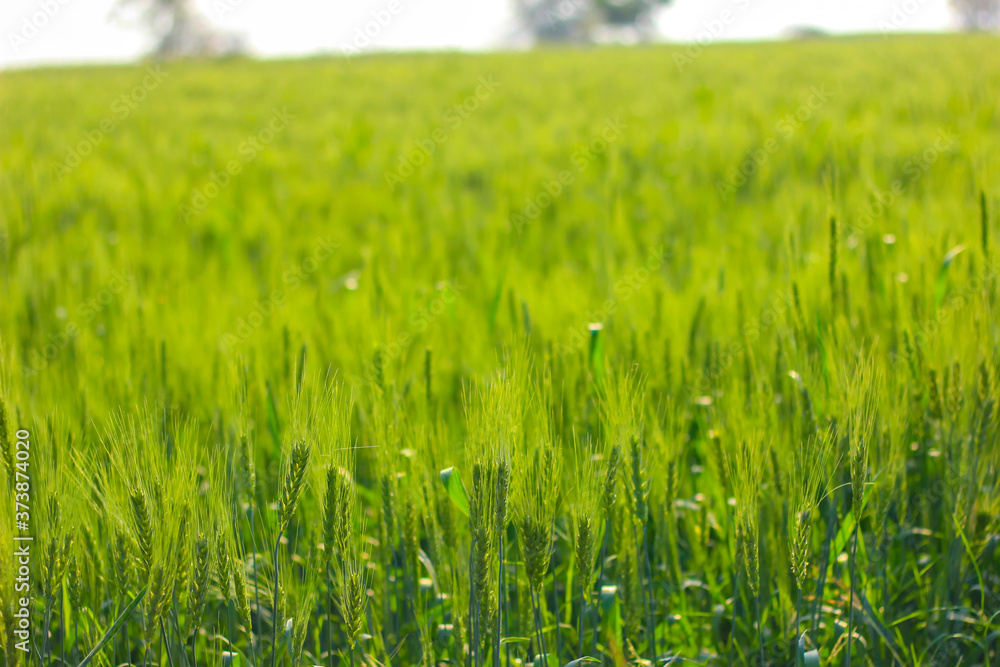 Green Wheat field in India
