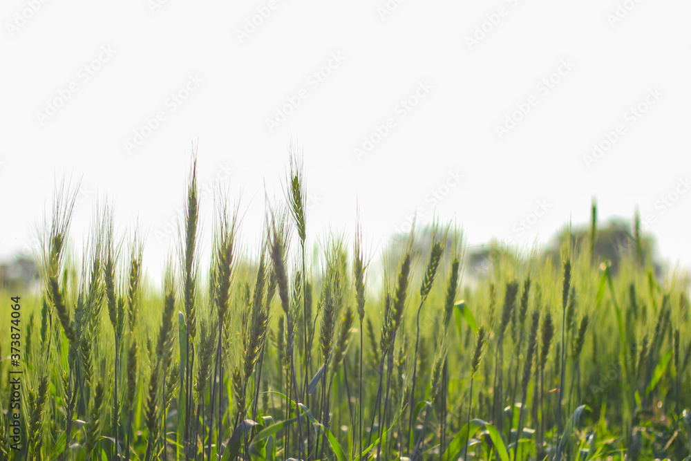 Green Wheat field in India