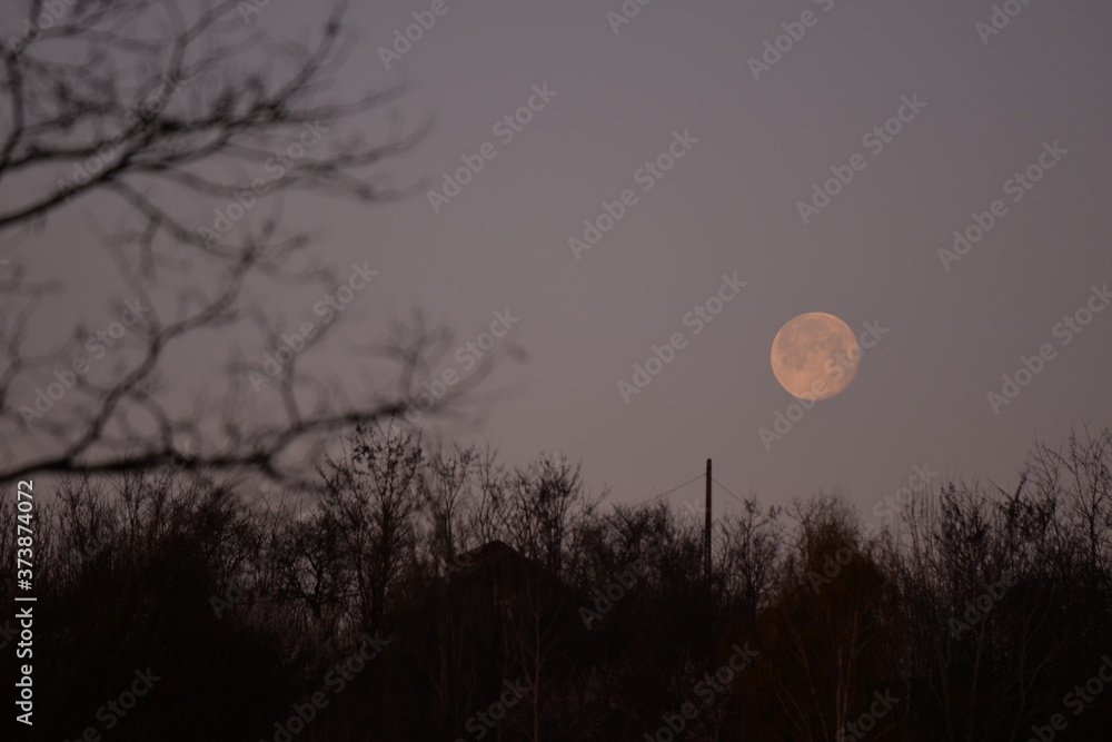 the morning full moon descending to the horizon trough the trees during the spring season