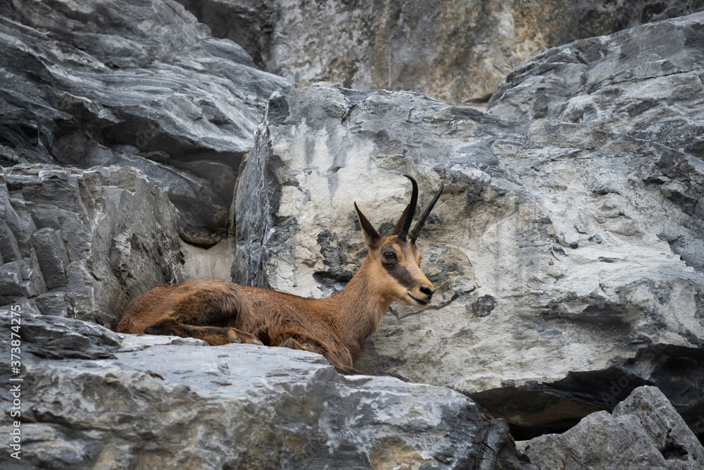 brown Rupicapra chamois lying on rocks in austria mountains brown Rupicapra chamois lying on rocks in austria mountains