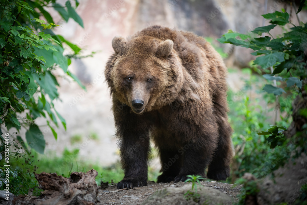 Endangered brown bear walks through forest clearing