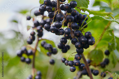 black currant growing in garden