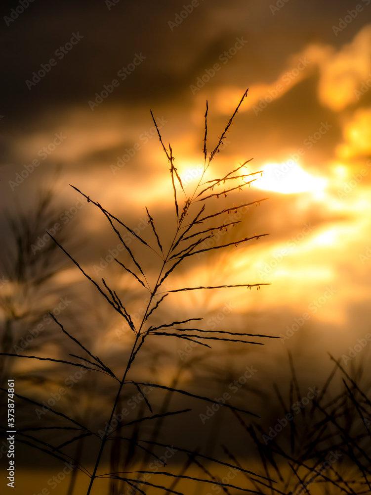 The flower grass on blur background with sunlight The flower grass on blur background with sunlight