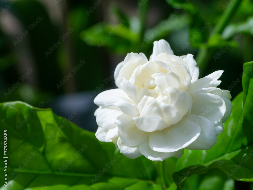 Close up of white jasmine flower Close up of white jasmine flower