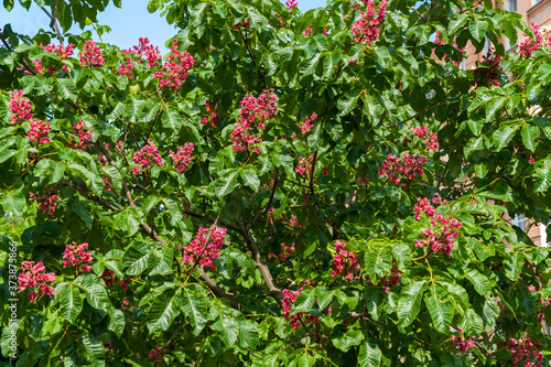 A rare red chestnut tree bloomed luxuriantly in may in the Kronstadt courtyard.