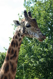 Girafes - zooparc Beauval 