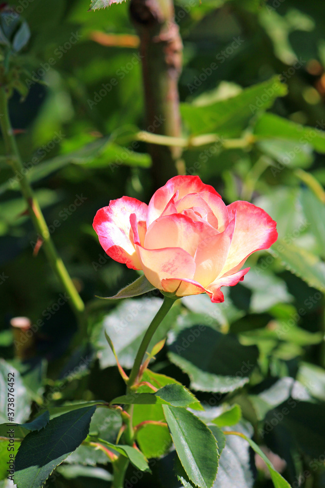 bright beautiful flowers in botanical garden bright beautiful flowers in botanical garden
