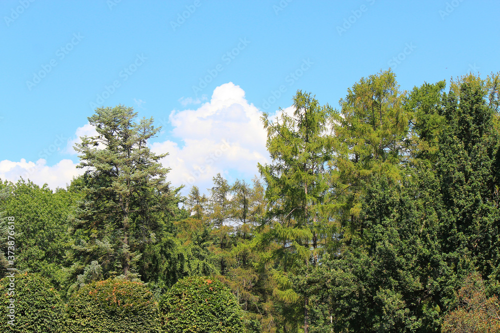 section of botanical garden against the blue summer sky