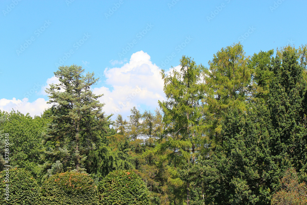 section of botanical garden against the blue summer sky section of botanical garden against the blue summer sky