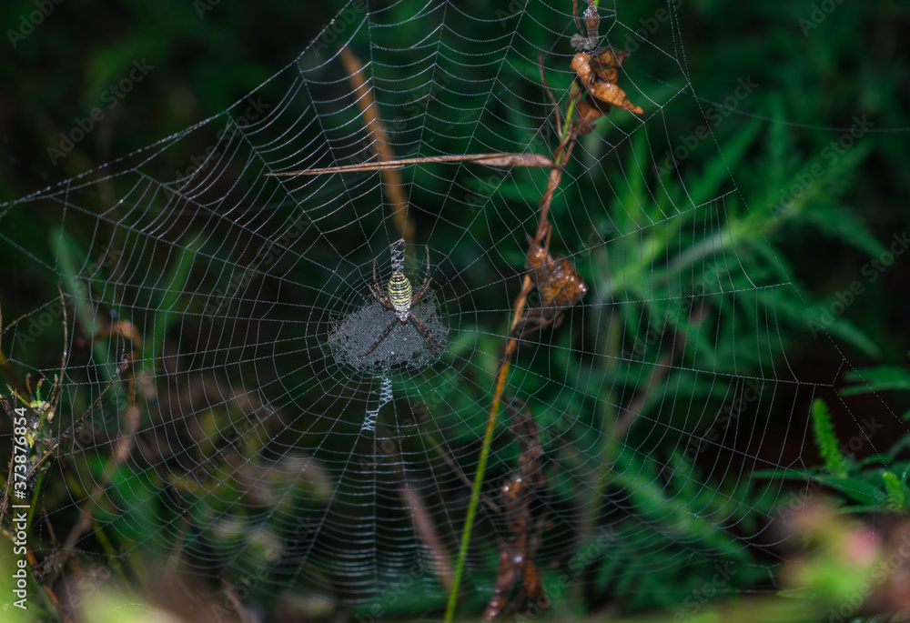 Wasp spider (Argiope bruennichi) on web. Black and yellow stripe. Large, colorful spider Wasp spider (Argiope bruennichi) on web. Black and yellow stripe. Large, colorful spider
