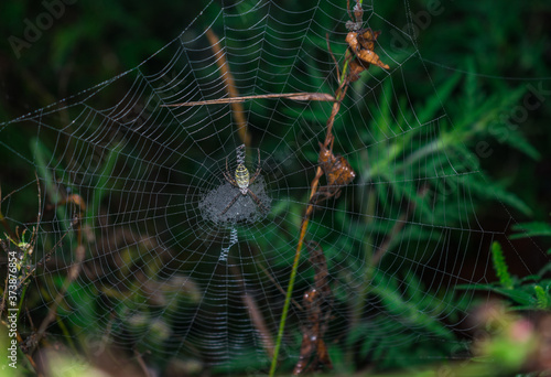 Wallpaper Mural Wasp spider (Argiope bruennichi) on web. Black and yellow stripe. Large, colorful spider Torontodigital.ca