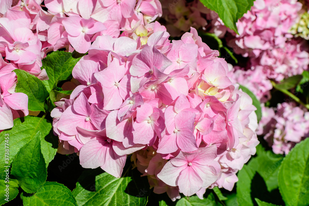 Magenta pink hydrangea macrophylla or hortensia shrub in full bloom in a flower pot, with fresh green leaves in the background, in a garden in a sunny summer day. Magenta pink hydrangea macrophylla or hortensia shrub in full bloom in a flower pot, with fresh green leaves in the background, in a garden in a sunny summer day.
