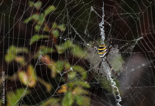 Wasp spider (Argiope bruennichi) on web. Black and yellow stripe. Large, colorful spider. Copy space