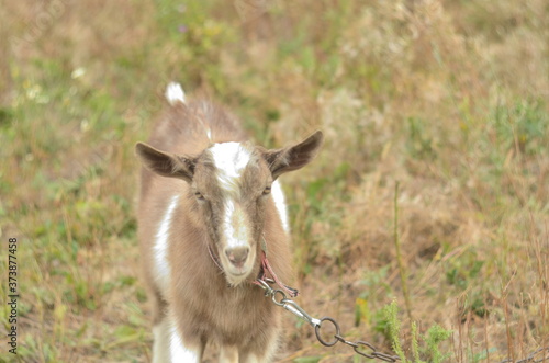 gray and white goat in the meadow
