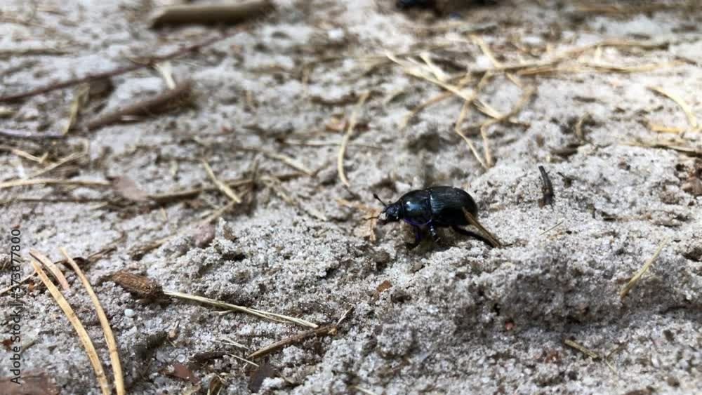 Beetles crawling on ground in nature Beetles crawling on ground in nature