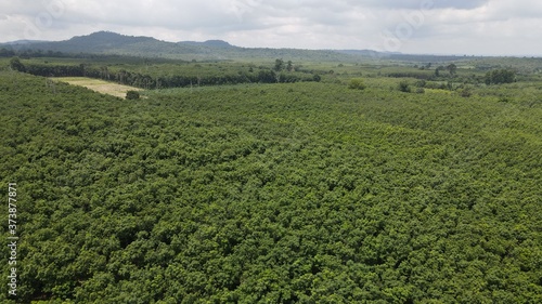 Farmland with rubber plantation area landscape. at Phusind Sisaket Thailand. © pangcom